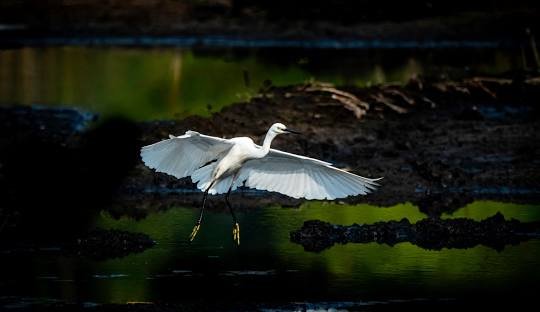 Koshi Tappu Wildlife Reserve