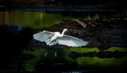 Koshi Tappu Wildlife Reserve