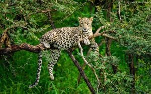 Dhorpatan Hunting Reserve