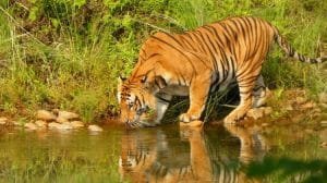 Wildlife Adventures