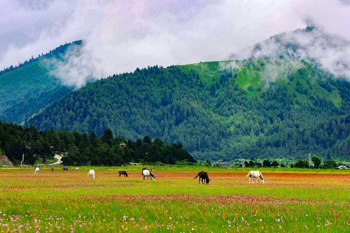 Hunting Reserves Dhorpatan Hunting Reserve: The only Hunting Reserve in Nepal | Explore ...