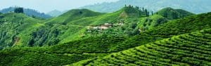 Eastern Nepal Tea Garden