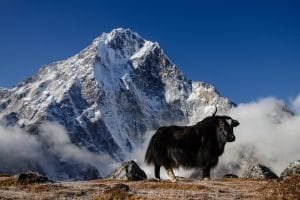 Wildlife Adventures