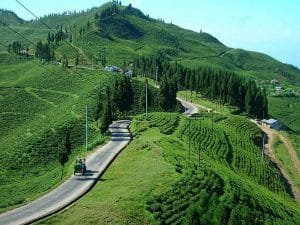 Eastern Nepal Tea garden