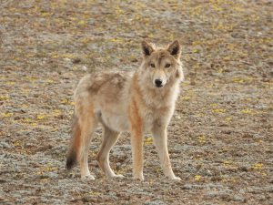 Dhorpatan Hunting Reserve