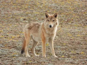 Dhorpatan Hunting Reserve