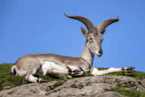 Dhorpatan Hunting Reserve