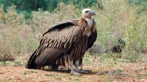 Dhorpatan Hunting Reserve