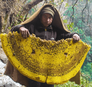 Honey Hunting