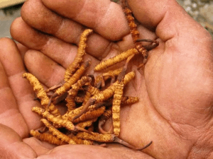 Yarchagumba