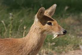 Dhorpatan Hunting Reserve