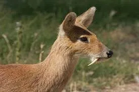 Dhorpatan Hunting Reserve