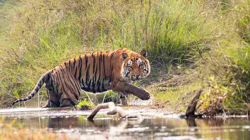 bardiya national park