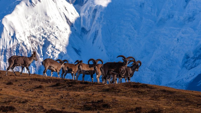Annapurna Conservation Area Permit