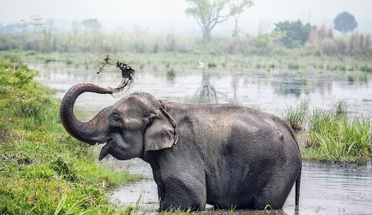 things to do in Chitwan