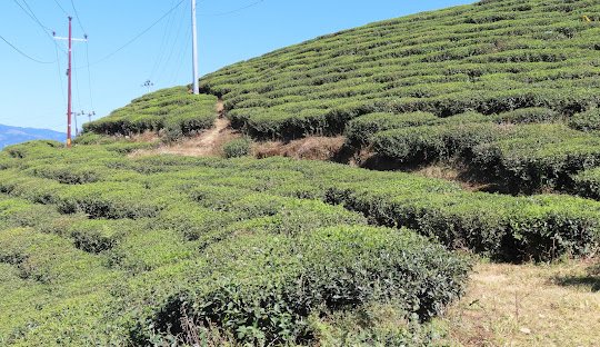 things to do in Ilam - Tea Garden