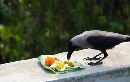 Kaag Tihar