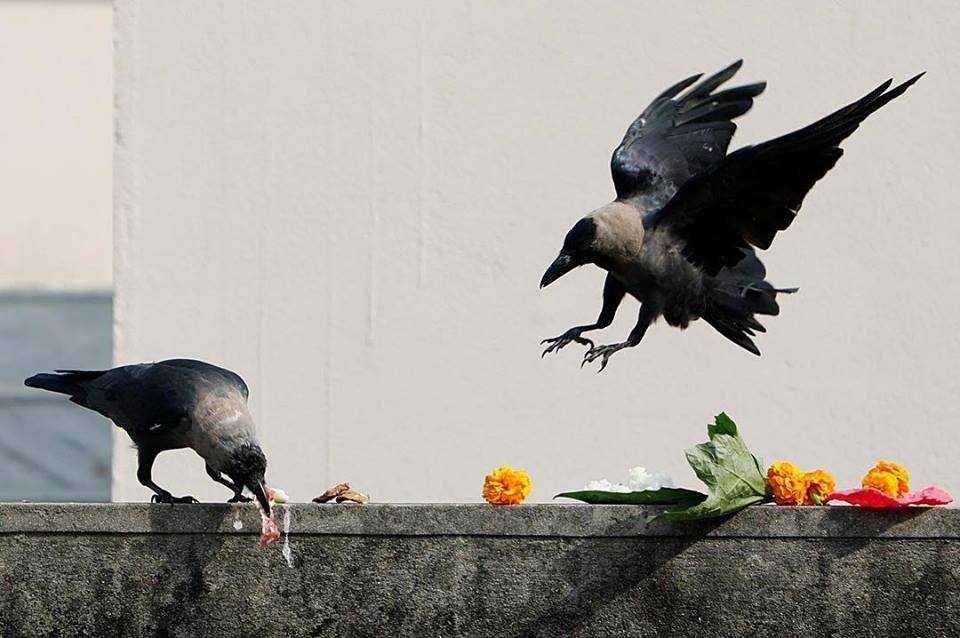 Kaag Tihar