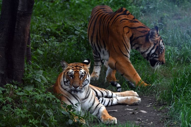 Tiger Conservation in Nepal