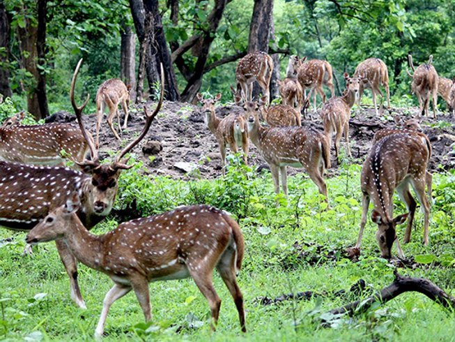 wildlife experiences in Nepal for families