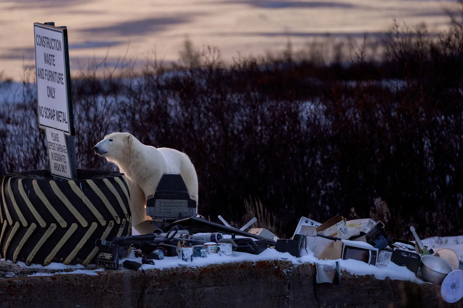 A polar bear investigates e-waste in Canada.Robert Gloeckner/World Nature Photography Awards 