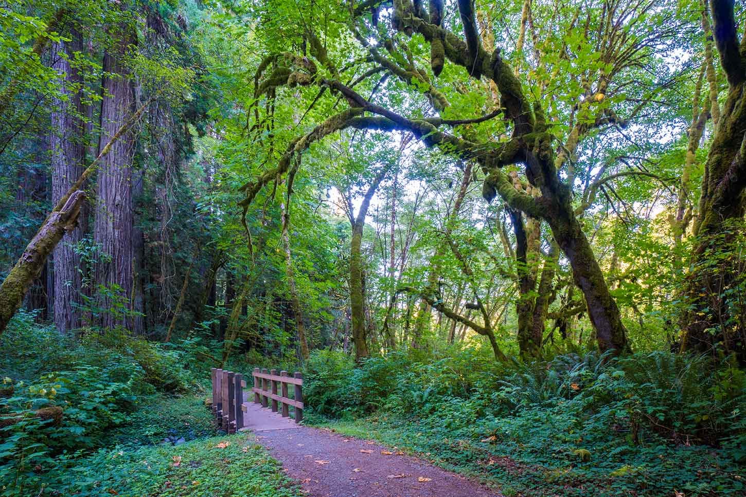 Redwood Creek Trail