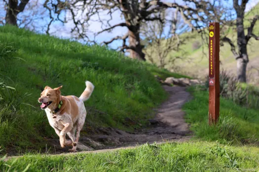 Dog-Friendly Hiking Trails in the USA