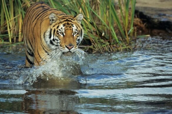 Beginner-Friendly National Parks in Nepal - Chitwan National Park