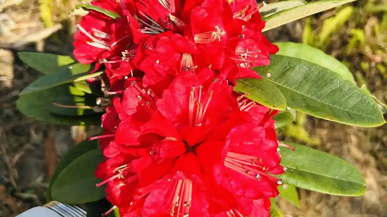 Best Time to See Rhododendron Flowers in Nepal