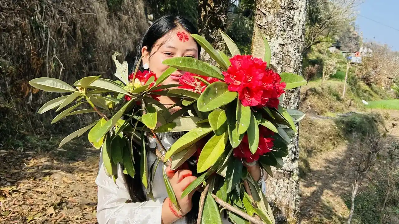 Best Time to See Rhododendron Flowers in Nepal