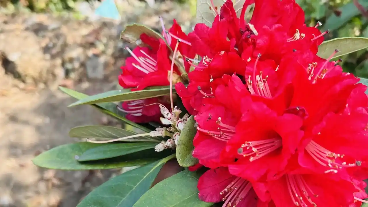 Best Time to See Rhododendron Flowers in Nepal
