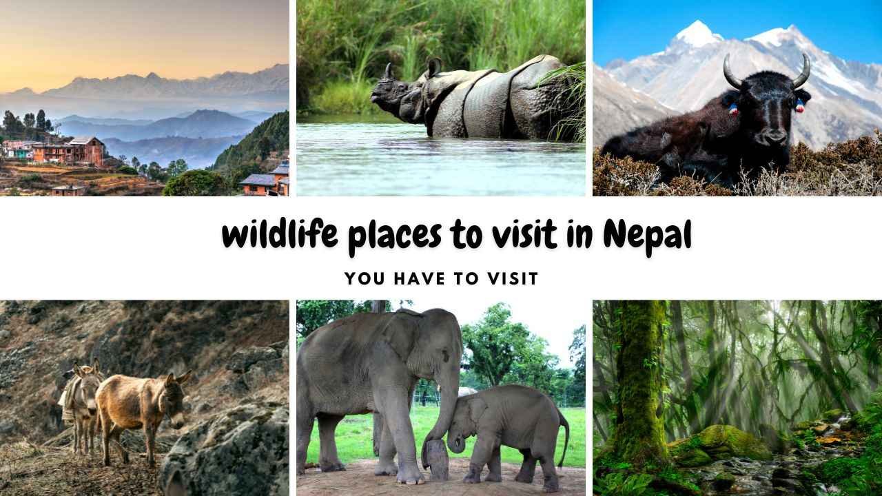 wildlife places to visit in Nepal