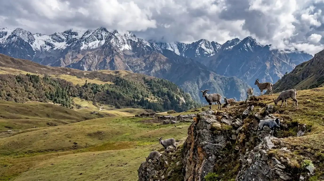 Dhorpatan Hunting Reserve hunting season Nepal