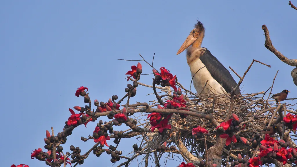 lesser adjutant