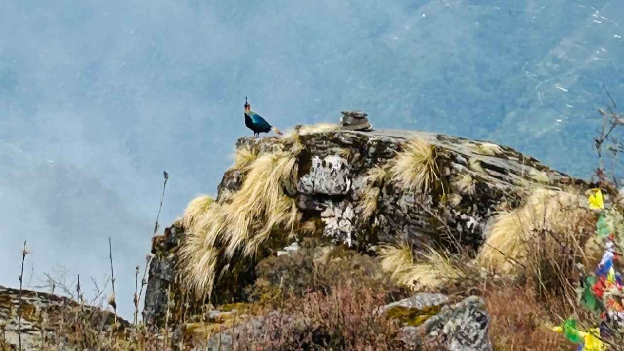 Nepal Birdwatching Guide 2026