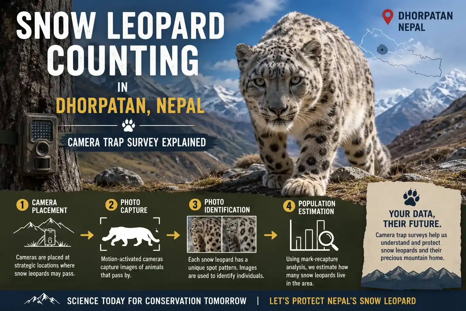 How Nepal Is Tracking Snow Leopard Numbers in Dhorpatan Hunting Reserve Using Camera Traps