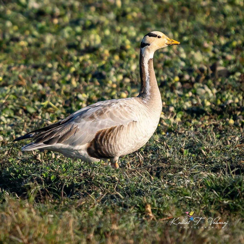 Bar-headed geese
