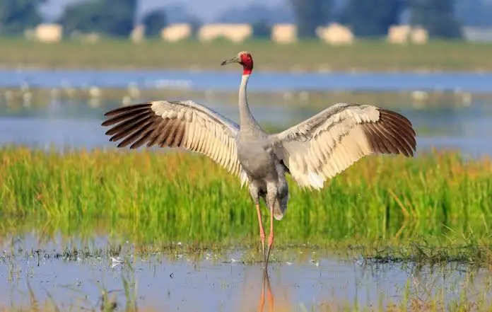 Sarus crane