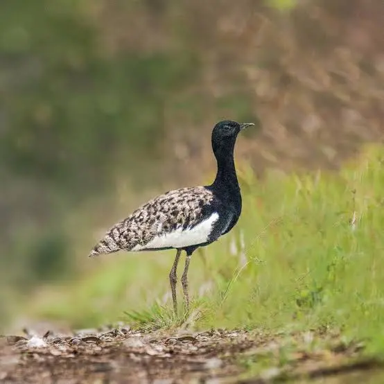 Bengal florican