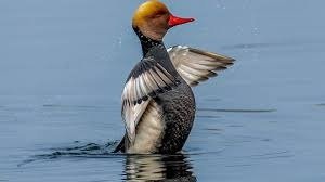 Duck diversity