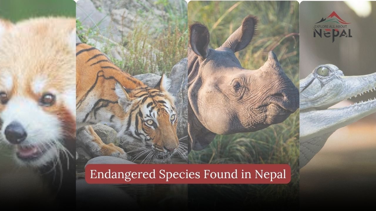 Endangered Species Found in Nepal