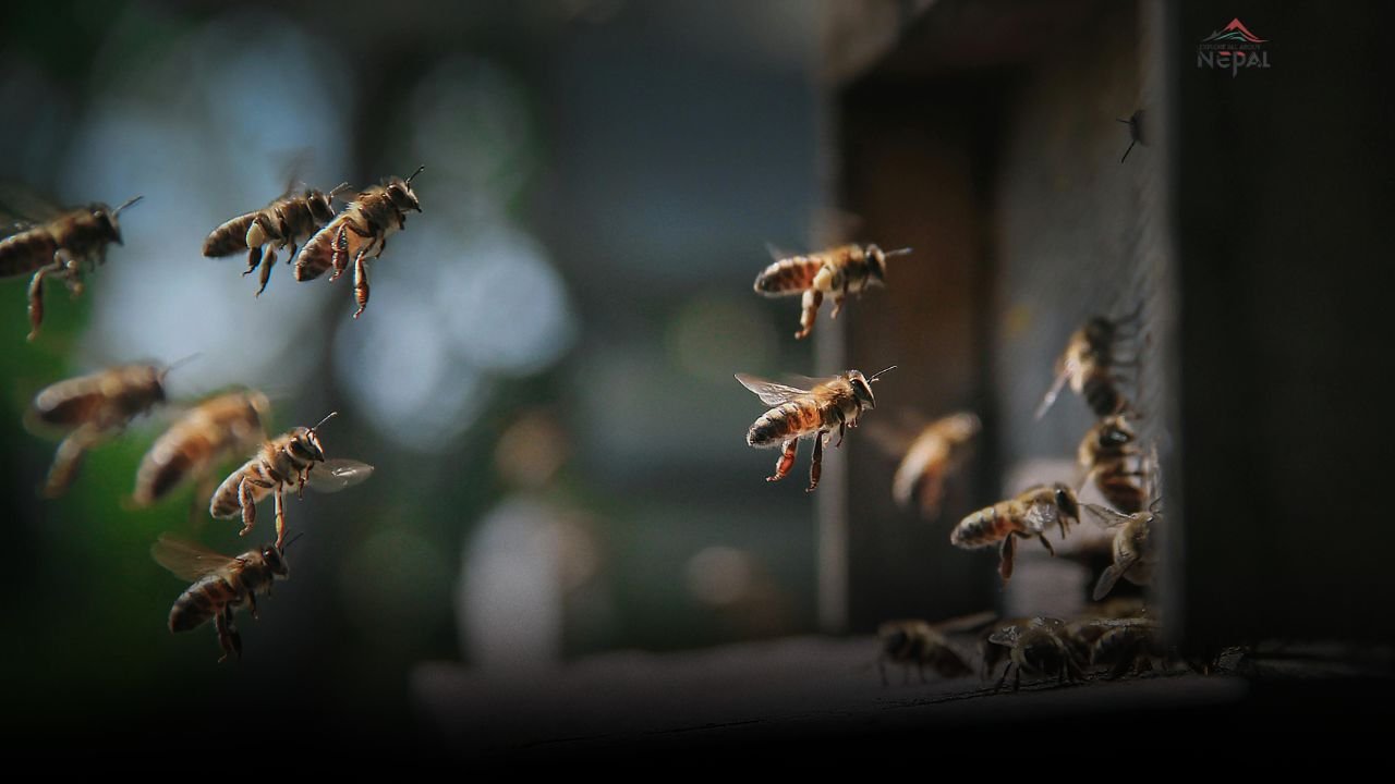 Cultural Importance of Pure Mad Honey in Nepal